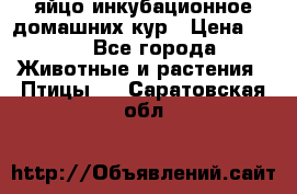 яйцо инкубационное домашних кур › Цена ­ 25 - Все города Животные и растения » Птицы   . Саратовская обл.